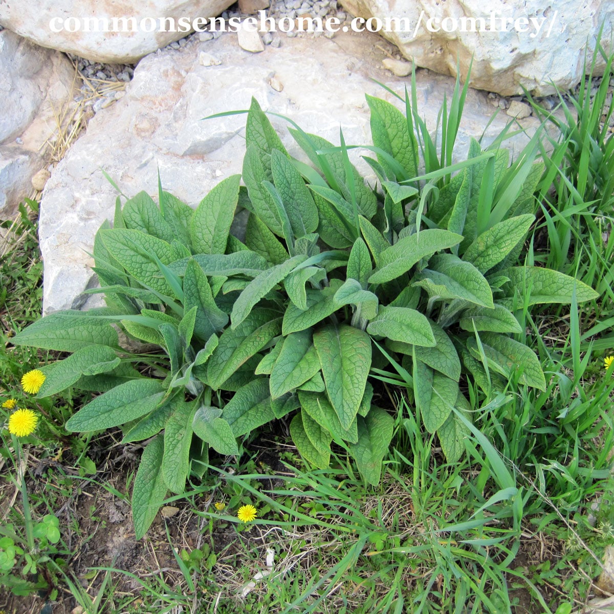 comfrey plant growing at base of rocks