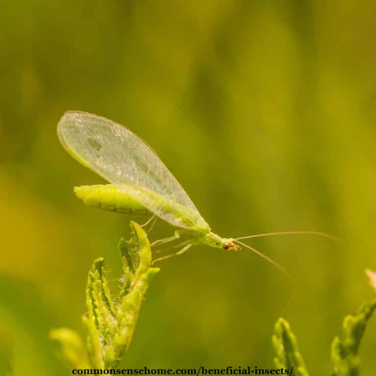 closeup of a lacewing, a beneficial insect for the garden