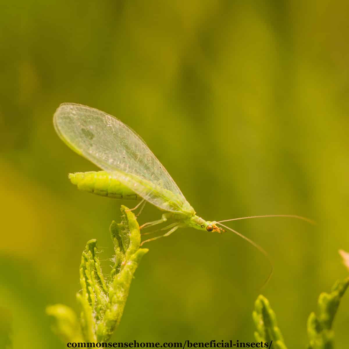 closeup of a lacewing, a beneficial insect for the garden