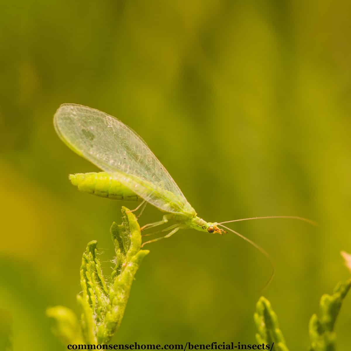 GREEN LACEWINGS Attracting and Information About Them