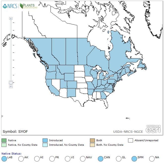 symphytum officinale range map