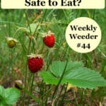 Are Wild Strawberries Safe to Eat?