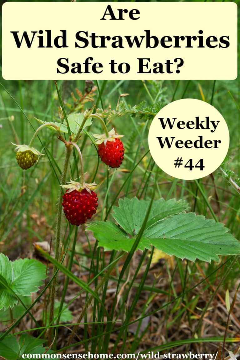 Are Wild Strawberries Safe to Eat? (Wild Strawberry Q & A)