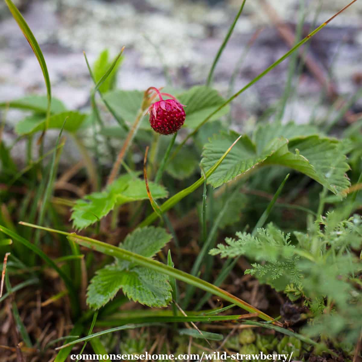 Wild Strawberry plant (Fragaria virginiana)