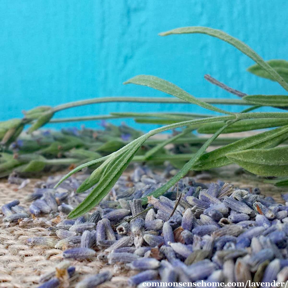 Lavandula angustifolia leaves and dried flowers