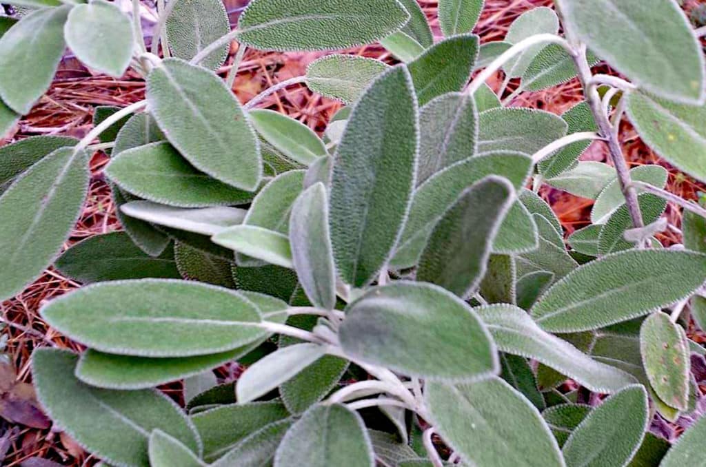 Salvia officinalis plant