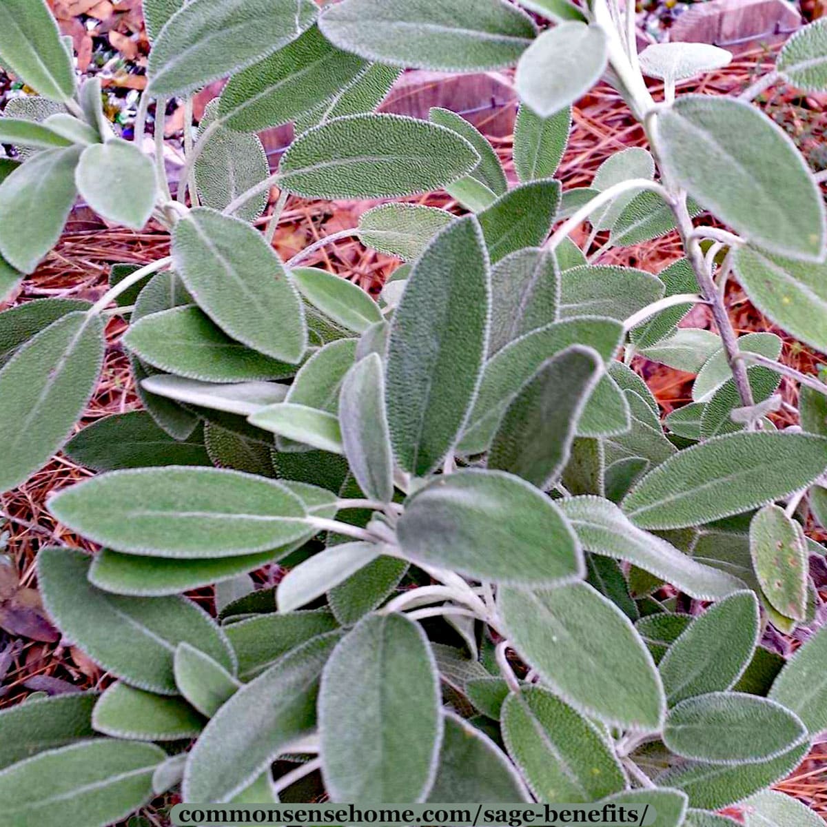 Salvia officinalis plant