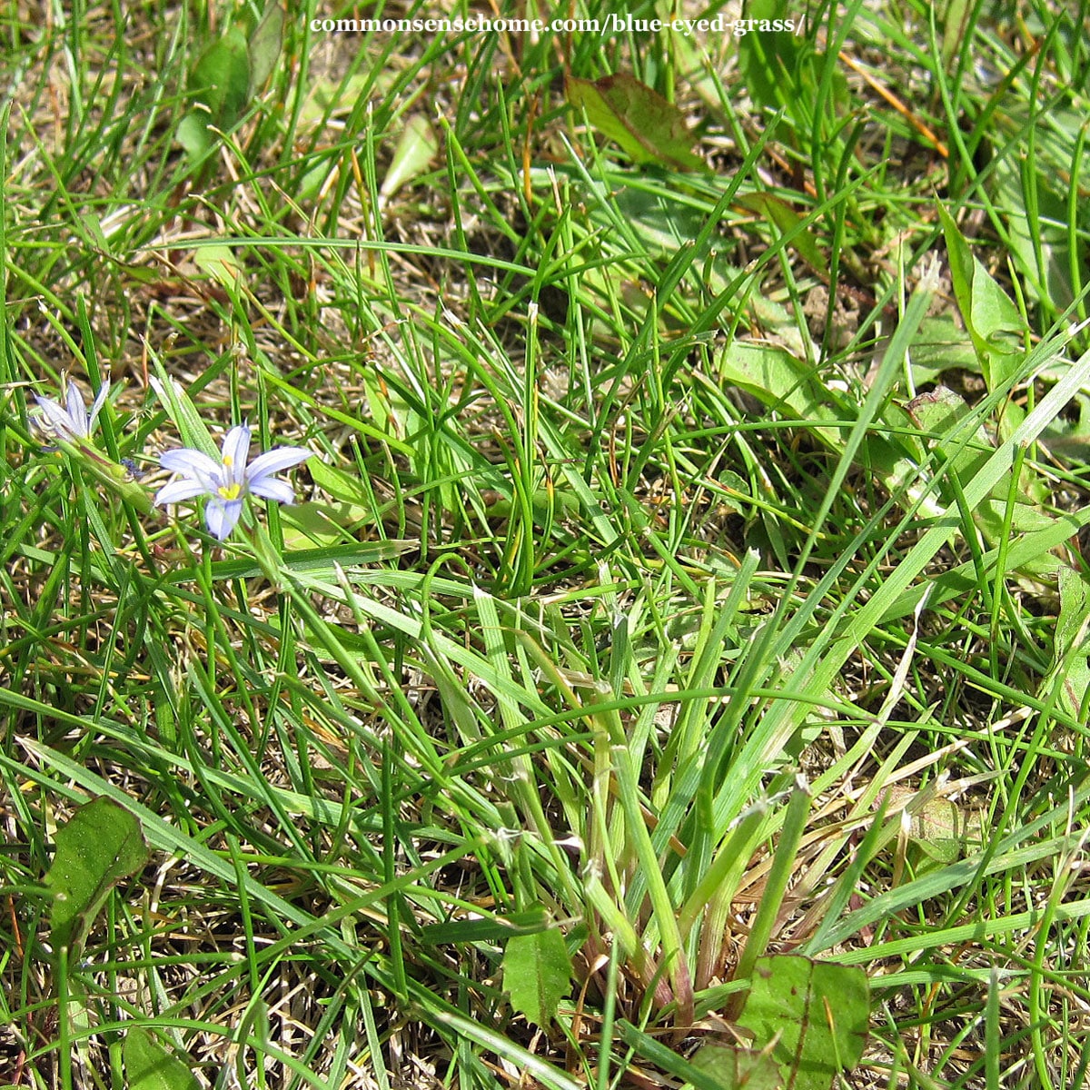 Sisyrinchium montanum plant after mowing