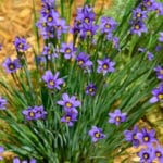 Blue Eyed Grass - Sisyrinchium montanum