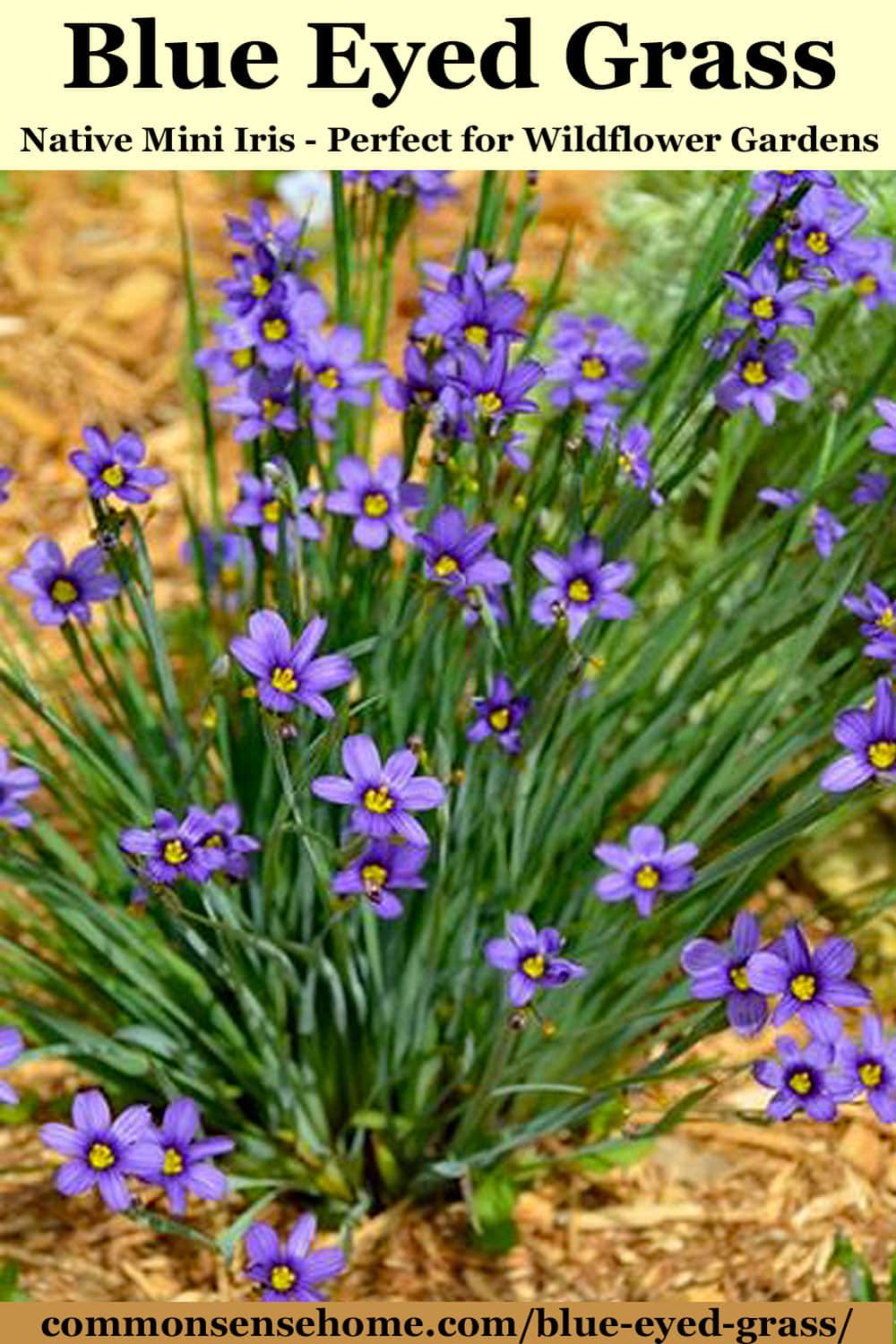 Blue Eyed Grass - Sisyrinchium montanum