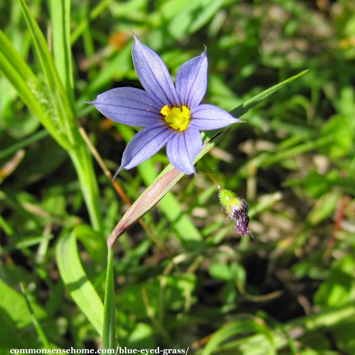 close up of blue eyed grass flower