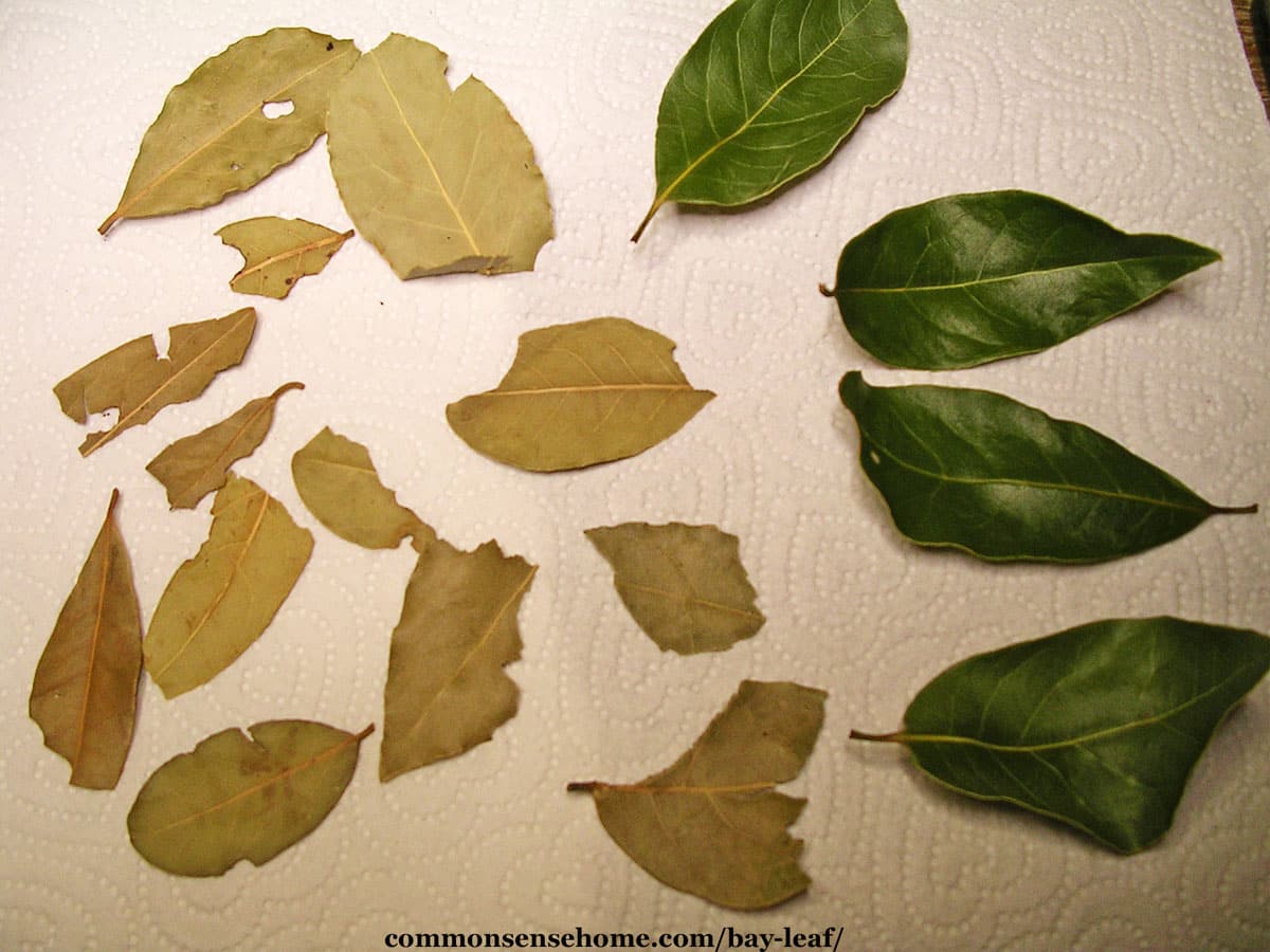 comparison of dry and fresh bay leaves