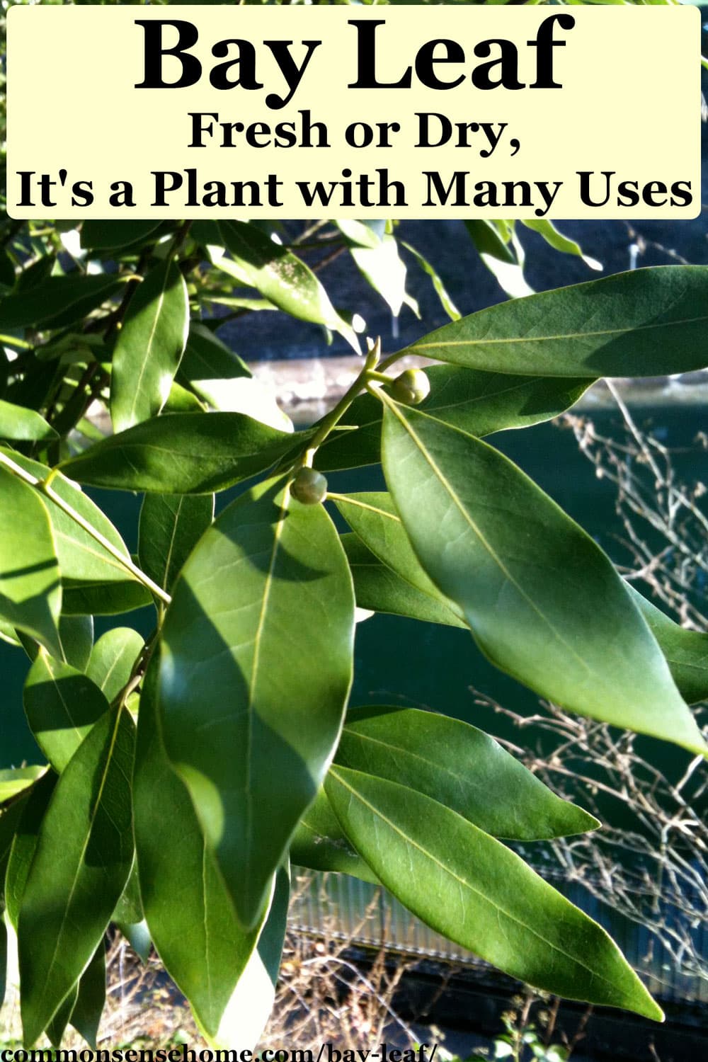 Bay Leaf Fresh Or Dry It S A Plant With Many Uses