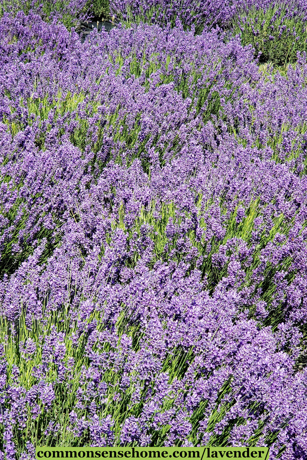 field of lavender plants