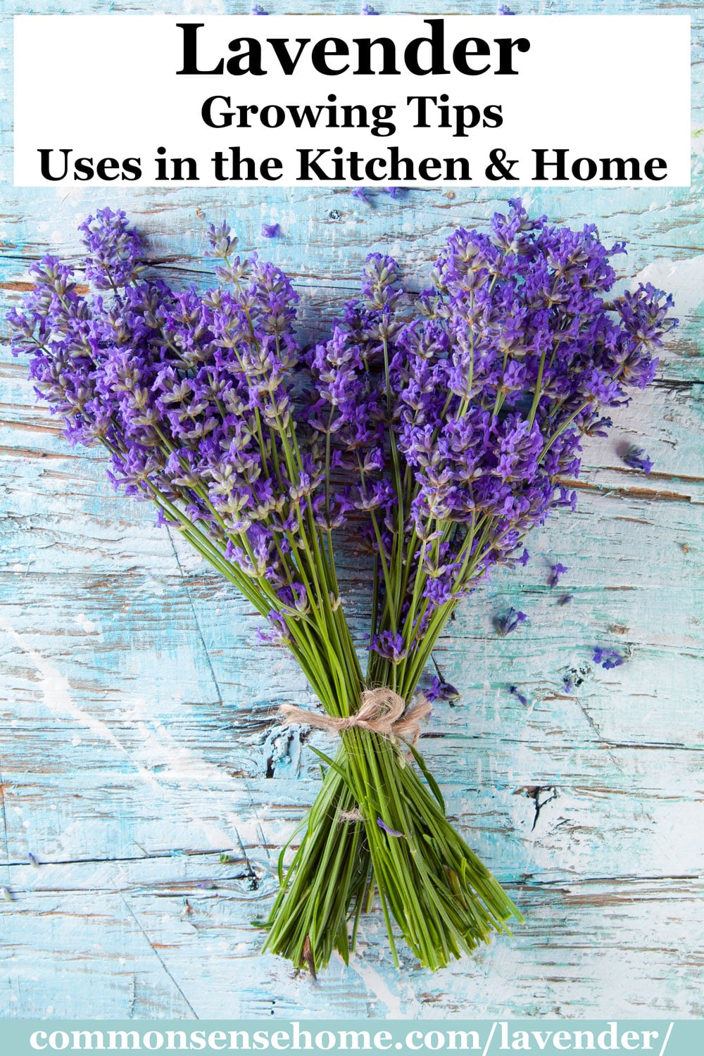 Lavender Plants – Growing Tips & Uses in the Kitchen and Home