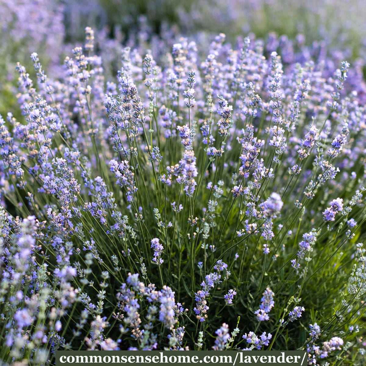 How to Grow Food Grade Lavender