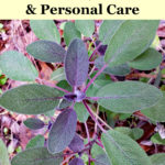 Sage Benefits for Home, Health and Personal Care
