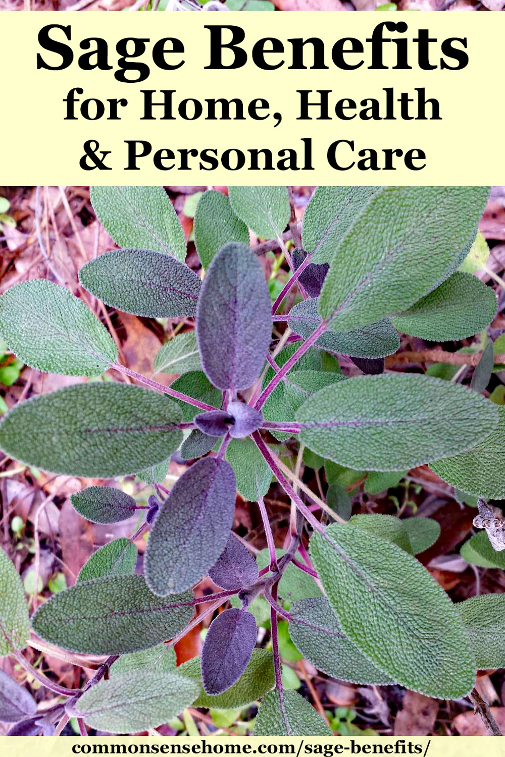 12 Health Benefits and Uses of Sage