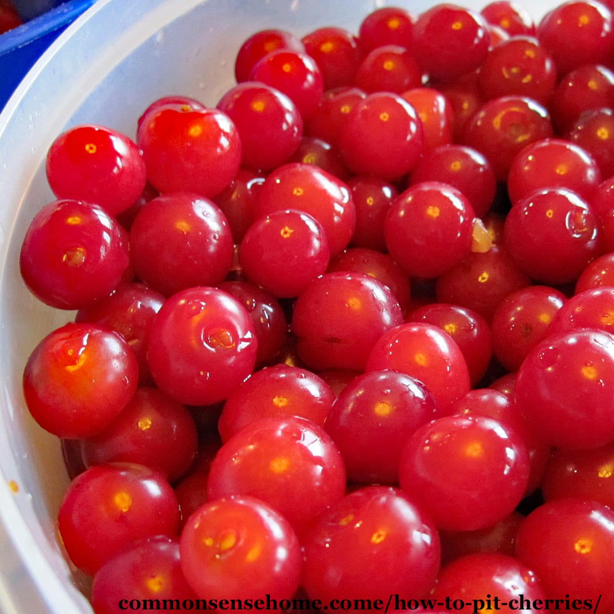 bowl of montmorency tart cherries, pitted