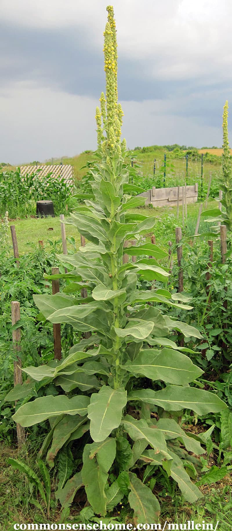 mullein plant - benefits and uses of the gentle giant