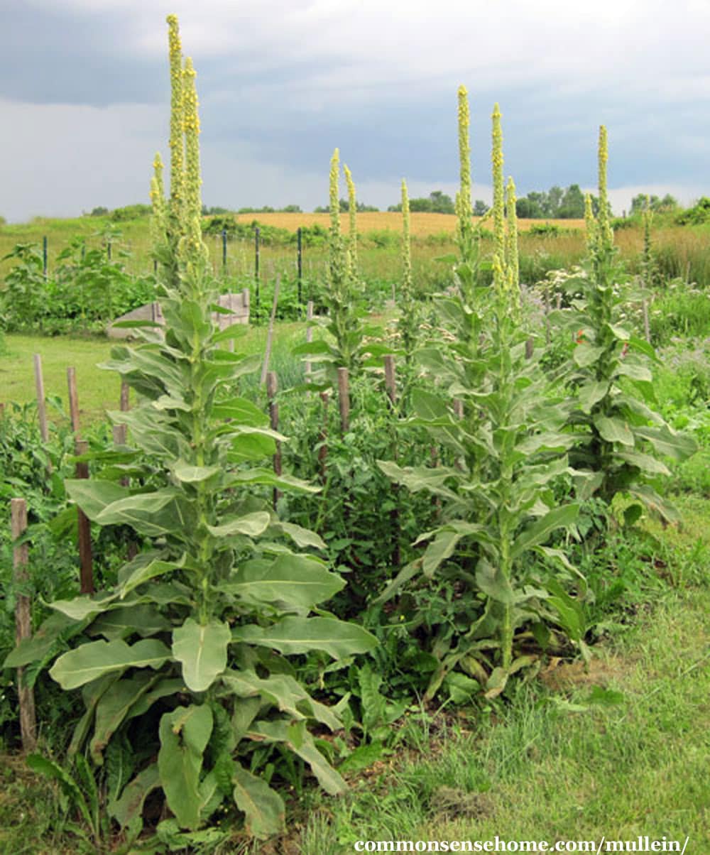 Verbascum thapsus plants