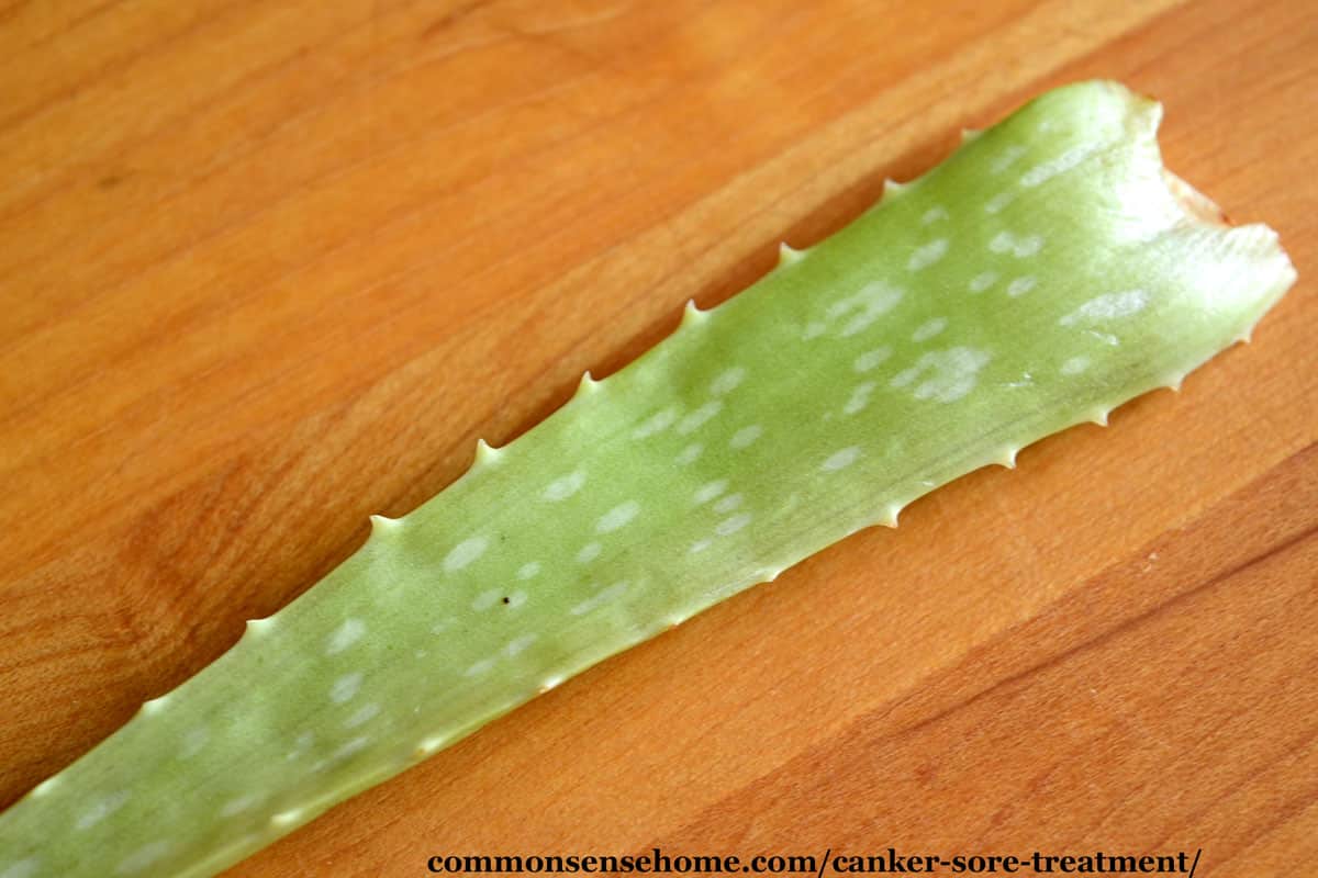 aloe vera leaf