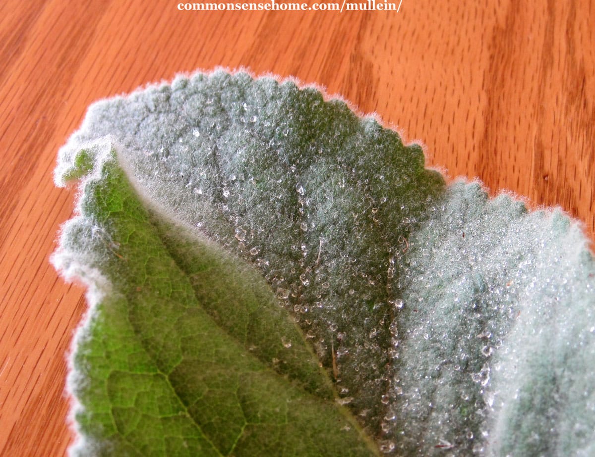 close up of mullein leaf showing fuzzy grey hairs