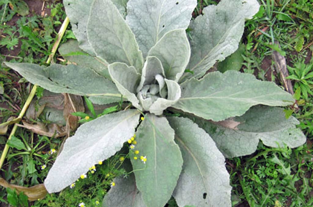 mullein basal rosette