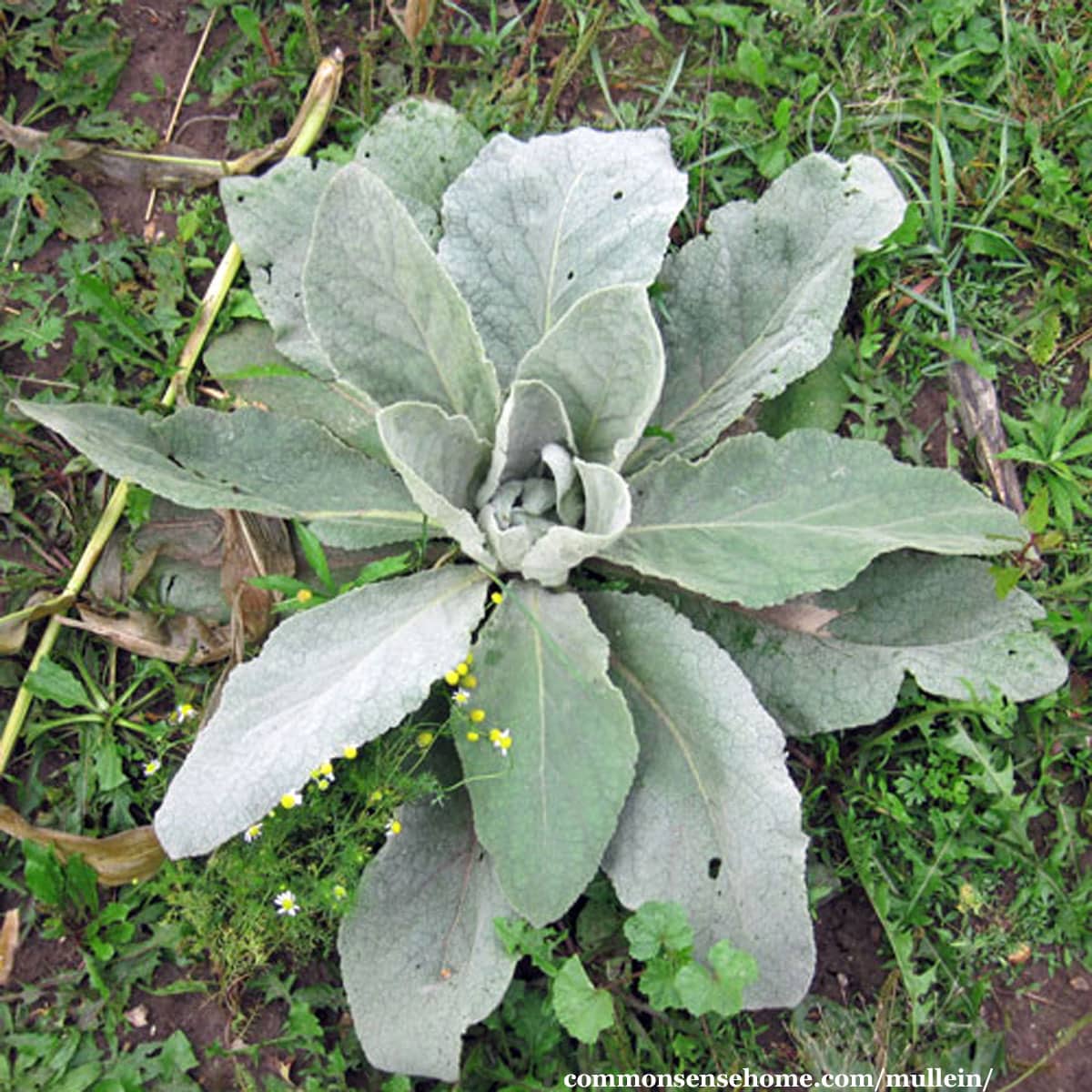 mullein basal rosette