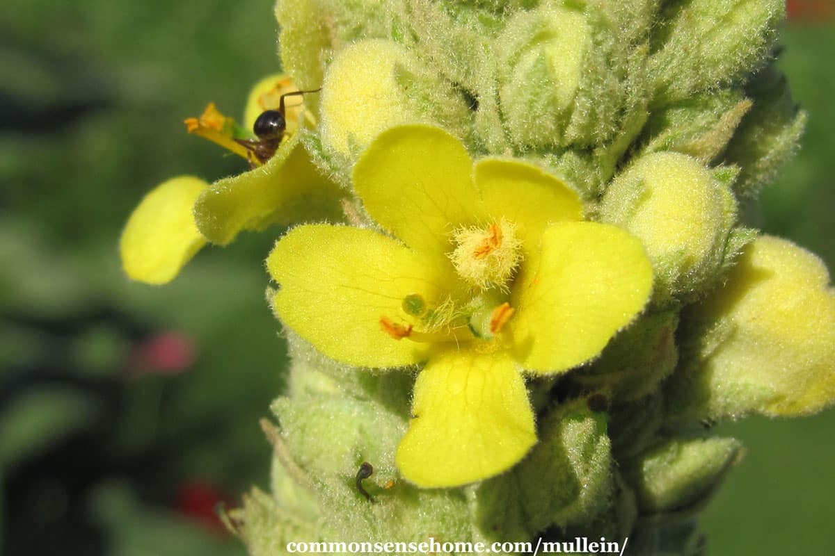 mullein flower close up