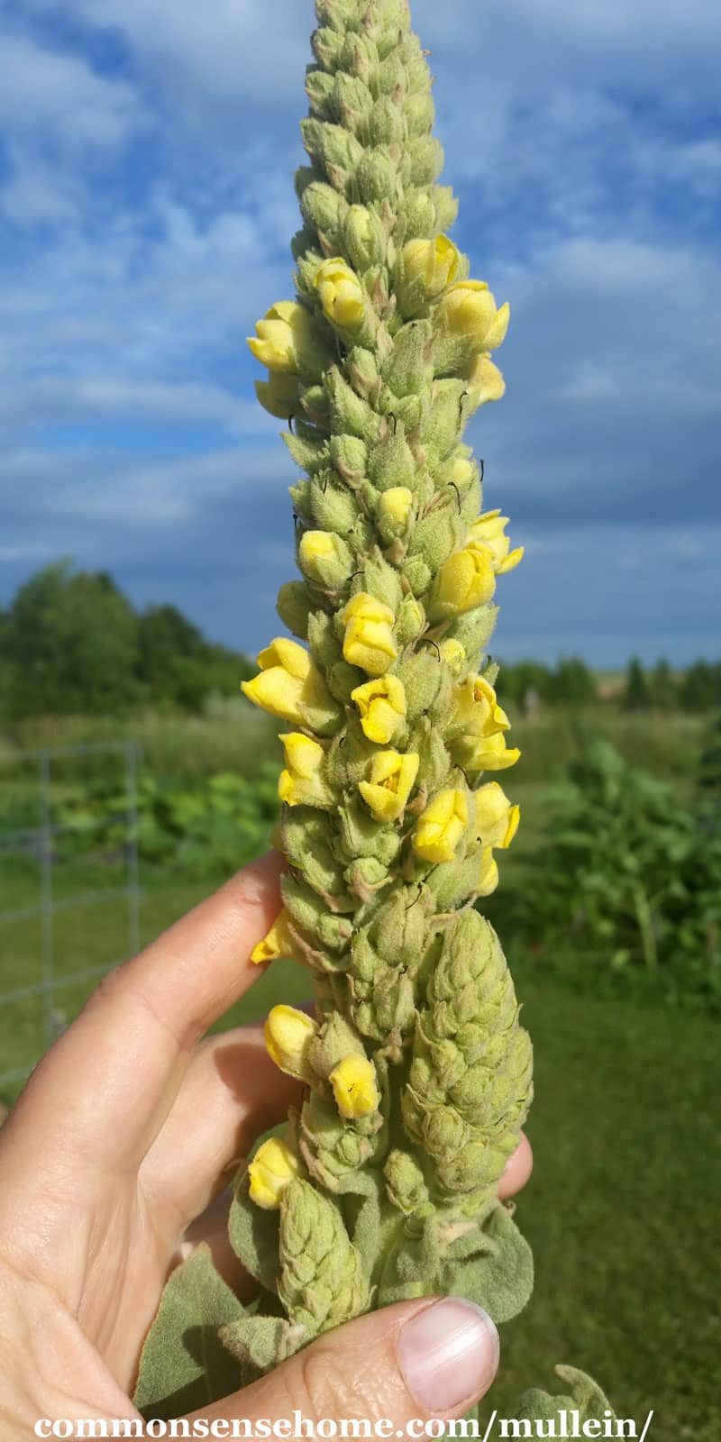 mullein flower spike