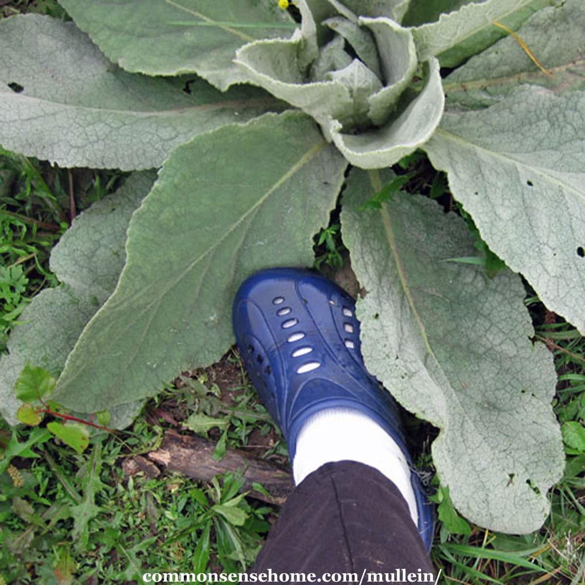 size eleven shoe next to mullein leaf for size comparison