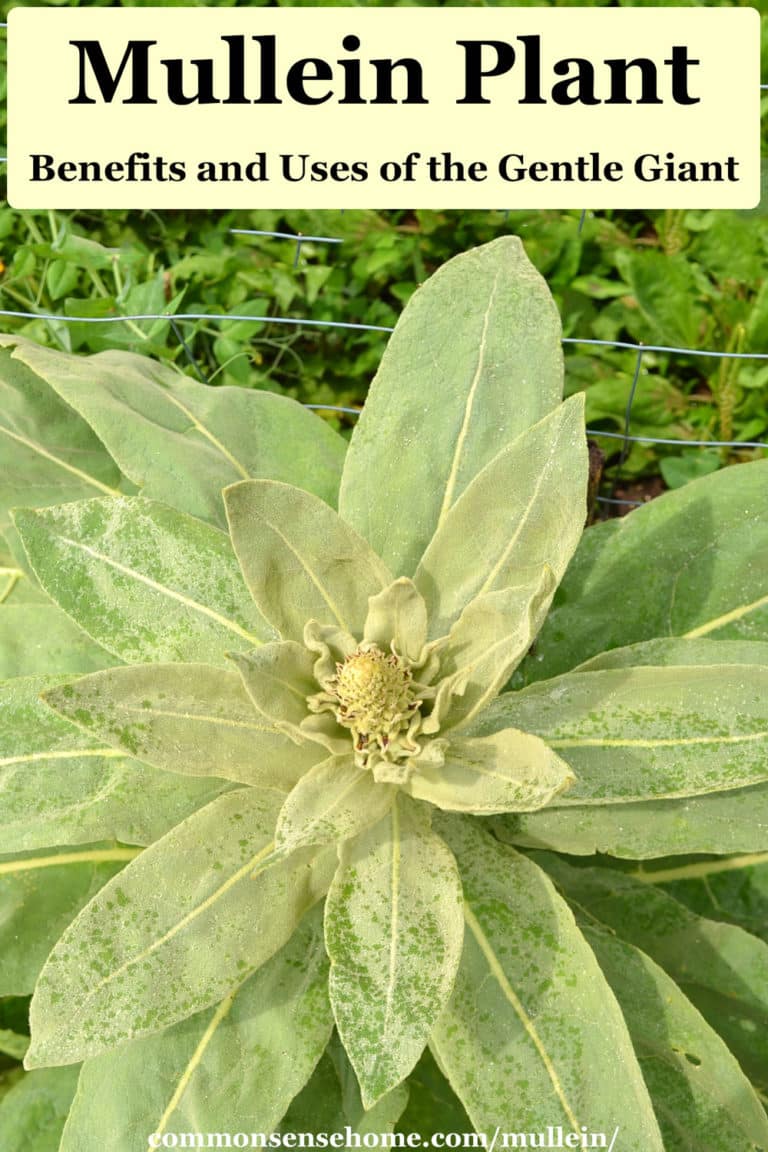 Mullein Plant Benefits and Uses of the Gentle Giant