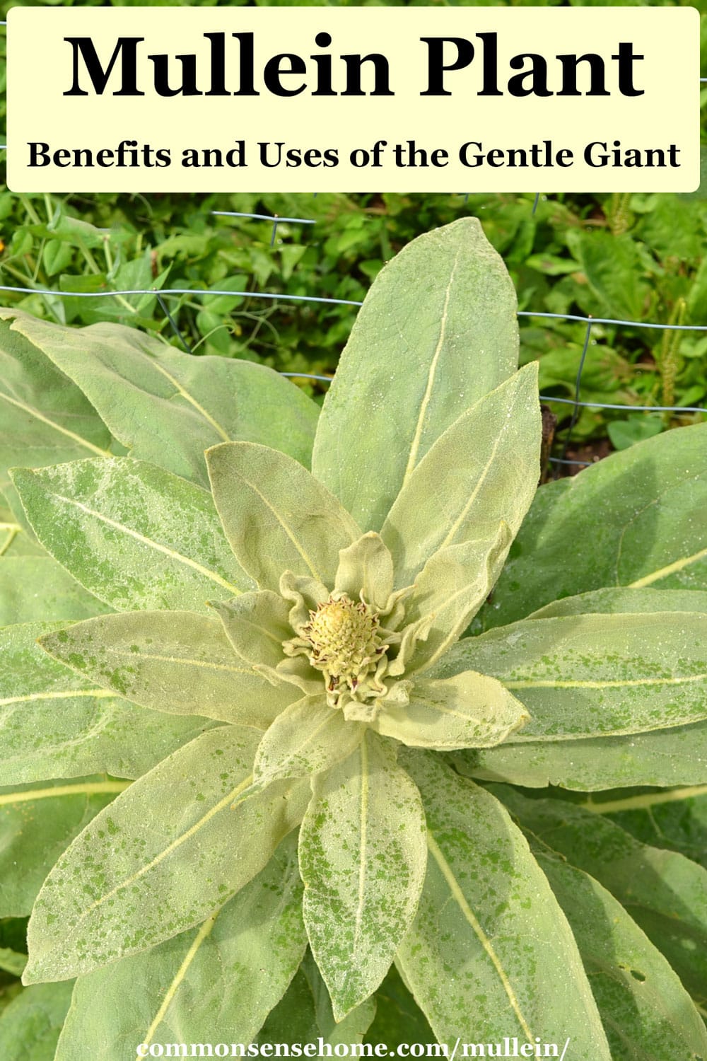 Mullein Plant - Benefits and Uses of the Gentle Giant