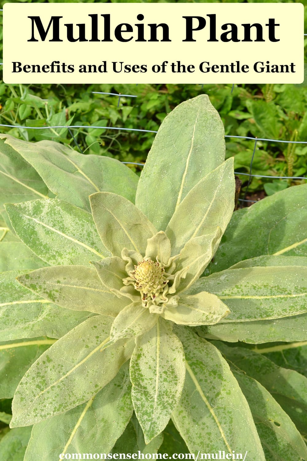 Mullein Plant - Benefits and Uses of the Gentle Giant (2024)