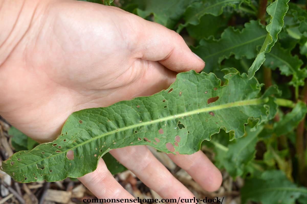 curly dock leaf