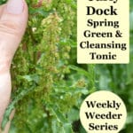 Curly Dock - Tart Spring Green and Cleansing Tonic
