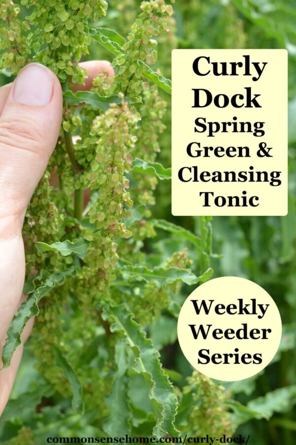 Curly Dock - Tart Spring Green and Cleansing Tonic