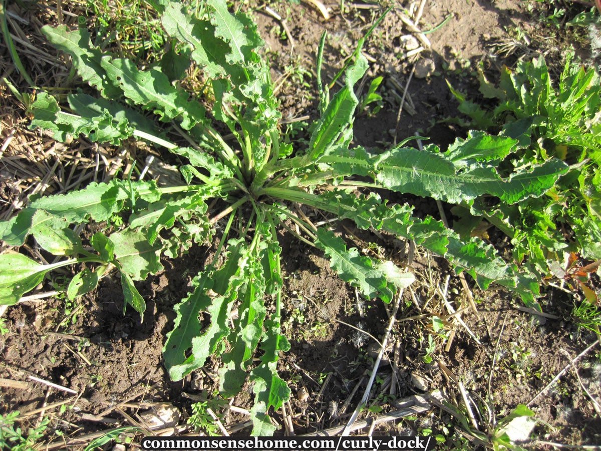 Basal rosette of curly dock