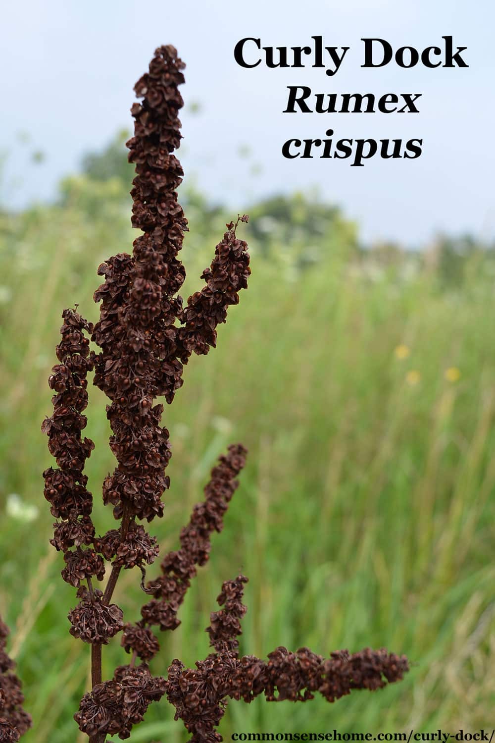curly dock red brown seeds