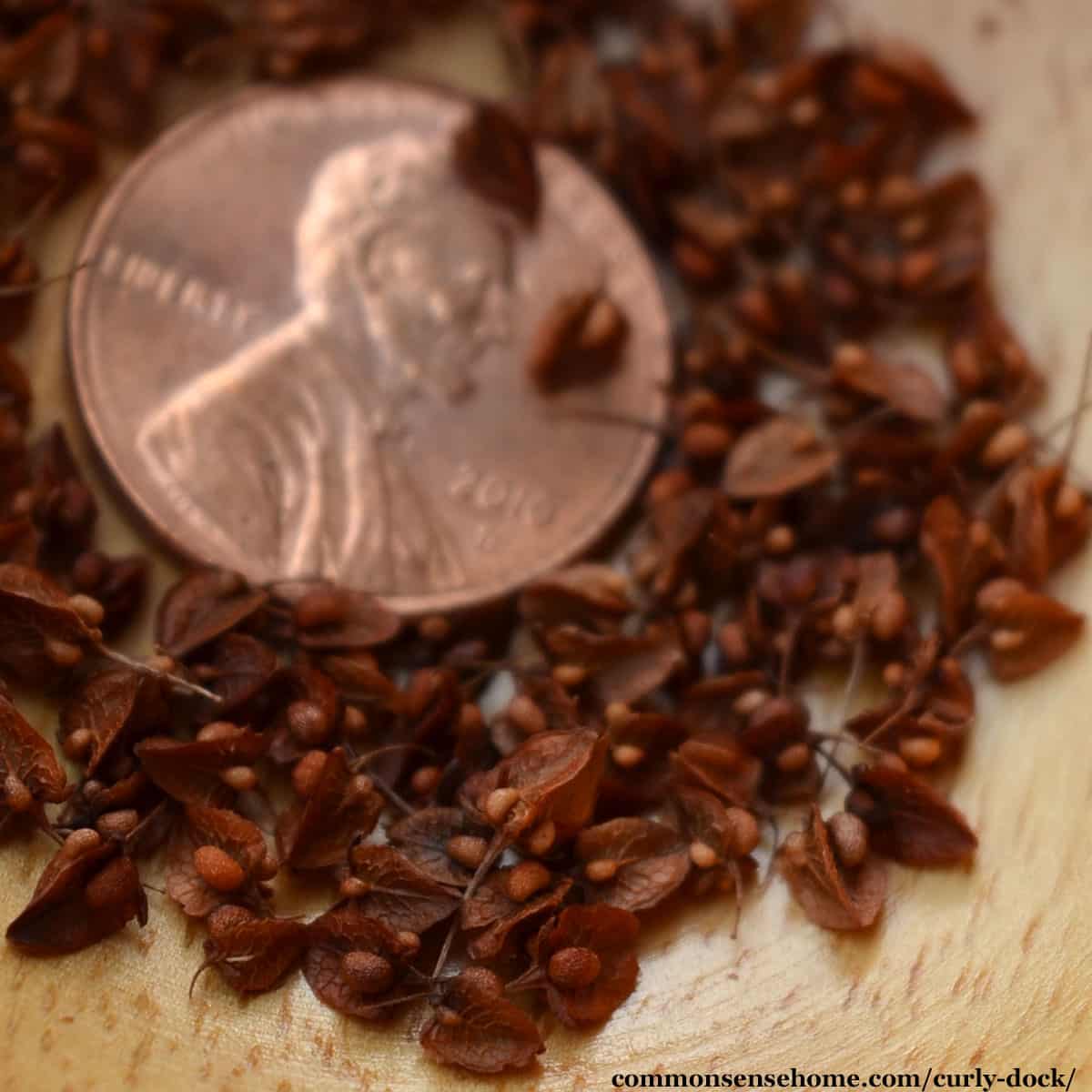 rumex crispus seeds