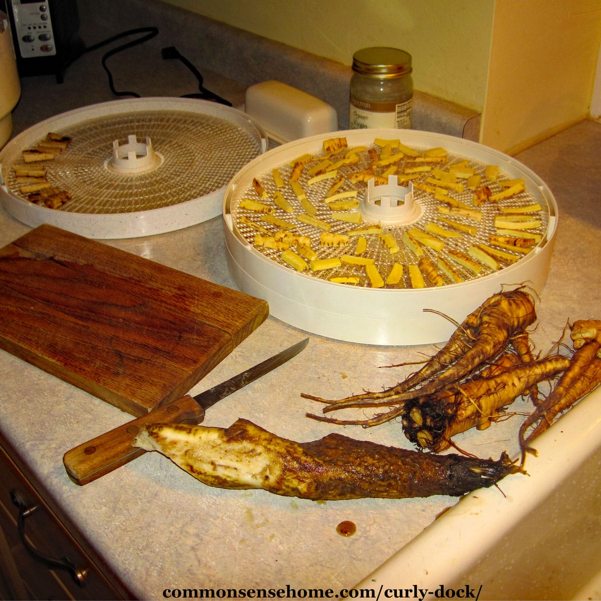 dehydrating yellow dock root