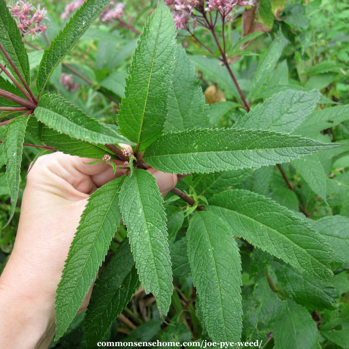 Joe Pye Weed - How to Grow and Use It