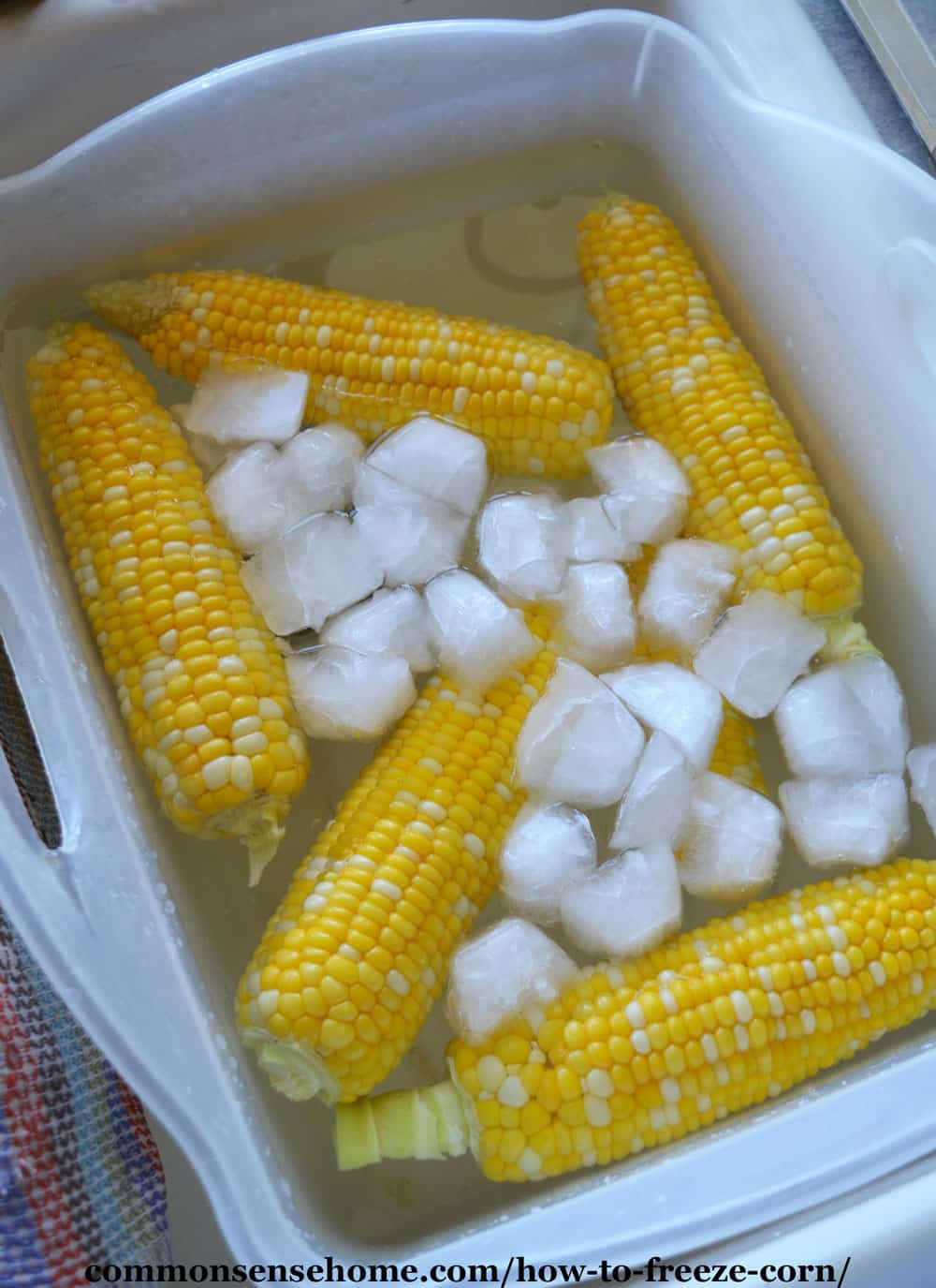 sweet corn cobs in ice bath