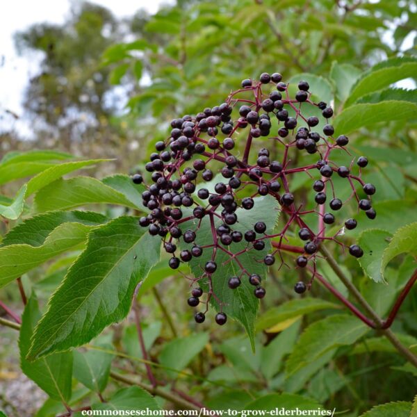 cluster of elderberries on the plant