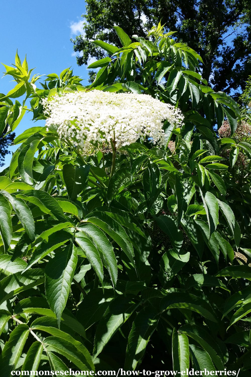 elderflowers on shrub