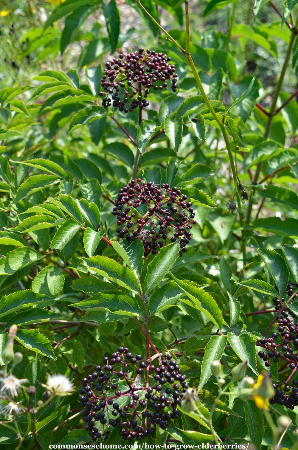 growing elderberries