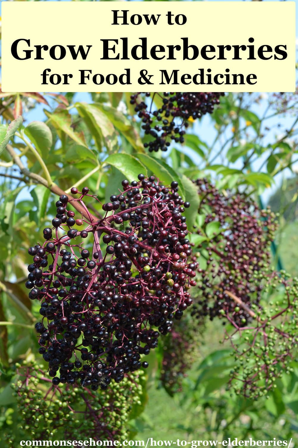 how to grow elderberries