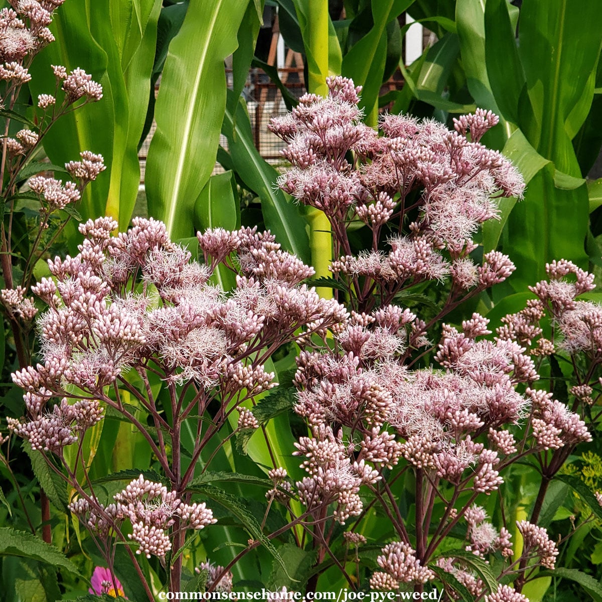 joe pye weed flowers