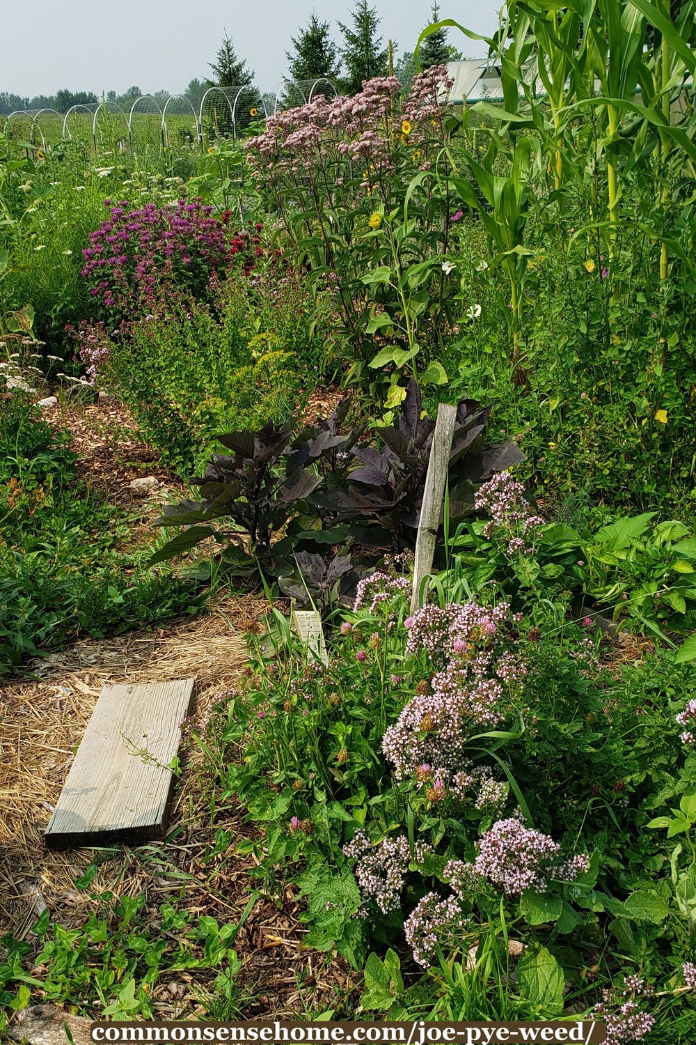 joe pye weed in garden